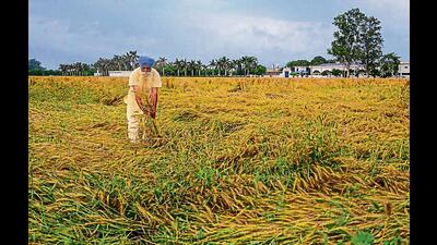 No wheat arrival in mandis; experts say it will take at least 10-15 days for the crop to be ready again for harvesting, procurement to pick up in second-third week of April (PTI) No wheat arrival in mandis; experts say it will take at least 10-15 days for the crop to be ready again for harvesting, procurement to pick up in second-third week of April (PTI)