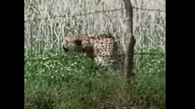 Oban is among four cheetahs imported from Namibia in September 2022 (Screengrab of video footage) Oban is among four cheetahs imported from Namibia in September 2022 (Screengrab of video footage)