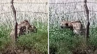 Oban was spotted in a village 20 kms away from Kuno National Park (ANI)