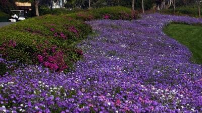 The Himachal Pradesh government will collaborate with the Union government on the “Aroma Mission,” a lavender cultivation initiative that has proven to be a boon for farmers in Jammu and Kashmir. (HT File Photo) The Himachal Pradesh government will collaborate with the Union government on the “Aroma Mission,” a lavender cultivation initiative that has proven to be a boon for farmers in Jammu and Kashmir. (HT File Photo)