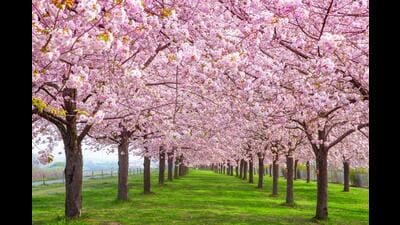 The Japanese cherry or sakura can be seen in many parts of the world (Shutterstock) The Japanese cherry or sakura can be seen in many parts of the world (Shutterstock)