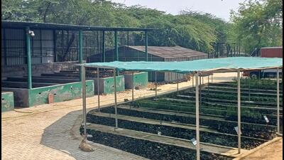 The new nursery is being developed near the old one and a majority of the saplings produced will be utilised by the department as part of its annual plantation targets, officials said. (HT Photo)