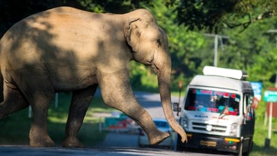 Human populations are encroaching on areas surrounding forests. This leads to man-animal conflicts. This never-ending cycle violates the rules of sharing natural resources. (Shutterstock)
