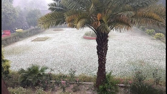Hailstorm, rain and strong winds on Saturday evening damage standing crops ahead of harvest. Rohtak, Mahendergarh, Hisar worst hit. (HT Photo)