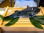 The fish is a delicacy in Japan.