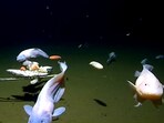Remotely operated cameras recorded snailfish species swimming 8,336 metres deep in the Izu-Ogasawara Trench off southern Japan.