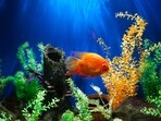 A fish tank should not only look good but keep your pet healthy and happy.