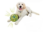 To stay healthy, your pet needs to remain active physically as well as mentally.