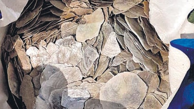 Forest dept seizes 30 tonnes of capiz shells in a chase from Pen to Panvel