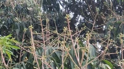 35% of the mango production in Mal-Malihabad belt, Uttar Pradesh, may have been affected. 35% of the mango production in Mal-Malihabad belt, Uttar Pradesh, may have been affected.