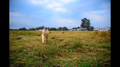 A farmer inspects the damages of his wheat crop due to rain and strong winds on the outskirts of Jalandhar on Saturday. (PTI) A farmer inspects the damages of his wheat crop due to rain and strong winds on the outskirts of Jalandhar on Saturday. (PTI)
