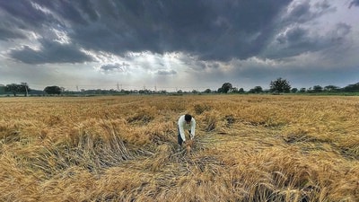 A farmer showing the damaged wheat crop after rain in Ludhiana on Monday. (Gurpreet Singh/HT) A farmer showing the damaged wheat crop after rain in Ludhiana on Monday. (Gurpreet Singh/HT)