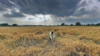 Accusing the state government of not providing any relief to the farmers for the crops damaged by rains and hailstorm, hundreds of farmers on Monday took out a protest march in Karnal. (HT File Photo)