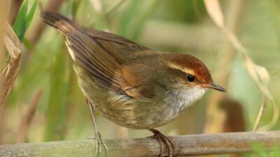 Anu Garg’s capture of the enigmatic warbler. Anu Garg’s capture of the enigmatic warbler.