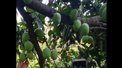 Banarasi Langda Mango also got the GI tag. (HT Photo) Banarasi Langda Mango also got the GI tag. (HT Photo)