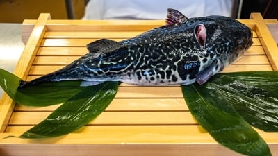 The fish is a delicacy in Japan. (AFP) The fish is a delicacy in Japan. (AFP)