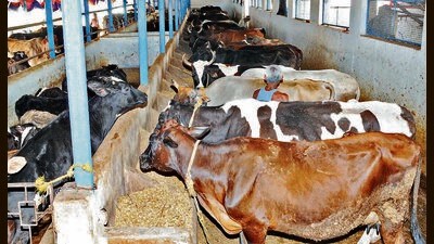 Over 50,000 farmers from different parts of the country are likely to reach Karnal to attend three days National Dairy Mela being organised to mark 100 years of the inception of the ICAR-National Dairy Research Institute, Karnal. (HT File Photo) Over 50,000 farmers from different parts of the country are likely to reach Karnal to attend three days National Dairy Mela being organised to mark 100 years of the inception of the ICAR-National Dairy Research Institute, Karnal. (HT File Photo)