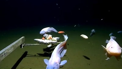 Remotely operated cameras recorded snailfish species swimming 8,336 metres deep in the Izu-Ogasawara Trench off southern Japan. (Screengrab/ Reuters) Remotely operated cameras recorded snailfish species swimming 8,336 metres deep in the Izu-Ogasawara Trench off southern Japan. (Screengrab/ Reuters)