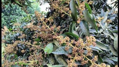 Untimely showers also lead to diseases such as anthracnose infection in fruits, blossom blight and powdery mildew among other. (Sourced) Untimely showers also lead to diseases such as anthracnose infection in fruits, blossom blight and powdery mildew among other. (Sourced)
