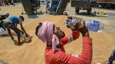 Such warming led to increased concerns that the wheat crop quality and yield will be impacted for the second year in a row. (PTI) Such warming led to increased concerns that the wheat crop quality and yield will be impacted for the second year in a row. (PTI)