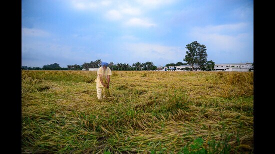 A farmer inspects the damages of his wheat crop due to rain and strong winds on the outskirts of Jalandhar on Saturday. (PTI)