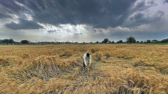 A farmer showing the damaged wheat crop after rain in Ludhiana on Monday. (Gurpreet Singh/HT)