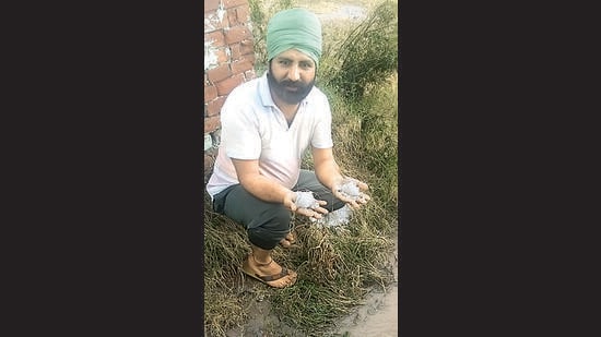 Harpreet, a farmer, shows hail in his field in Sangrur. (HT Photo)