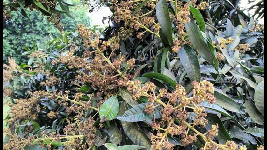 Untimely showers also lead to diseases such as anthracnose infection in fruits, blossom blight and powdery mildew among other. (Sourced)