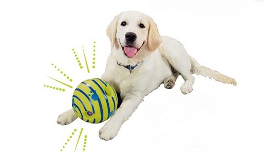 To stay healthy, your pet needs to remain active physically as well as mentally.