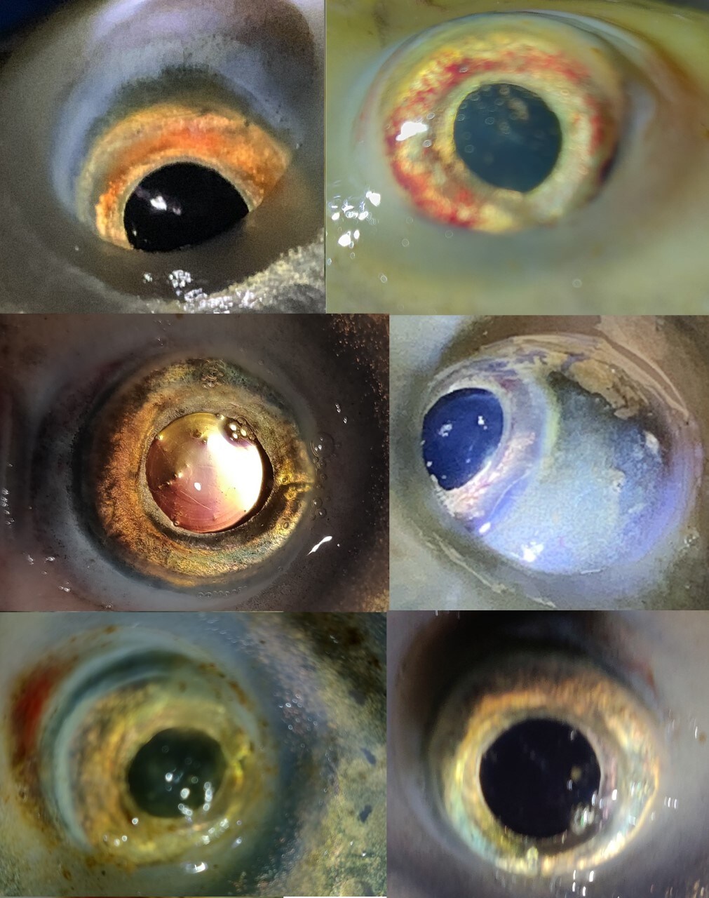 Eyes of dying Sukhna fishes. (PHOTOS: VIKRAM JIT SINGh) Eyes of dying Sukhna fishes. (PHOTOS: VIKRAM JIT SINGh)