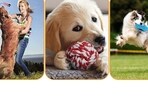 Grooming kit, cotton chew toys, fleece dog bed among other products are must-have for every dog lover.