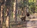 Tiger chasing an Indian gaur. Tiger chasing an Indian gaur.