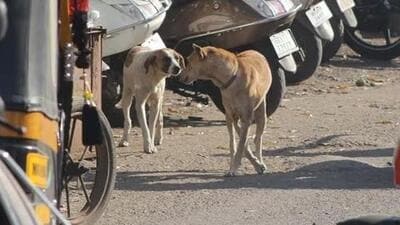 A case has been registered under section 428 of IPC and section 11 (c) of Prevention of Cruelty to Animals Act. (HT file photo) A case has been registered under section 428 of IPC and section 11 (c) of Prevention of Cruelty to Animals Act. (HT file photo)