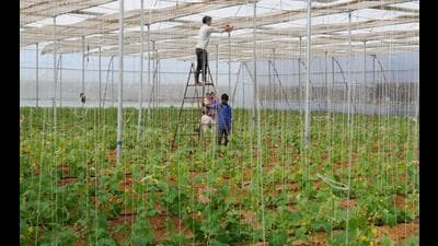 Around 40,000 farmers are engaged in organic farming in several districts in Bihar. (Picture for representation/HT Photo) Around 40,000 farmers are engaged in organic farming in several districts in Bihar. (Picture for representation/HT Photo)