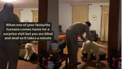 Dog with disability reacts to human surprising him. (Instagram/@bumper.theluckdragon)
