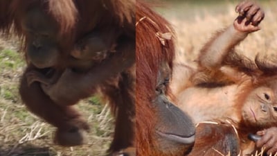 Zoe, the orangutan with her newborn. (Instagram/@Metro Richmond Zoo) Zoe, the orangutan with her newborn. (Instagram/@Metro Richmond Zoo)