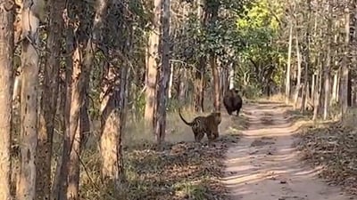 Tiger chasing an Indian gaur. (Twitter/@Supriya Sahu) Tiger chasing an Indian gaur. (Twitter/@Supriya Sahu)