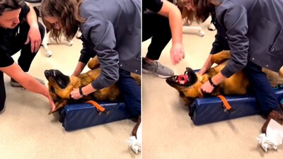 The image, taken from the Twitter video, shows the vet saving the dog's life. (Screengrab) The image, taken from the Twitter video, shows the vet saving the dog's life. (Screengrab)