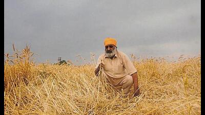 With at least 14 lakh hectares (40 per cent) of 34.90 lakh hectares of wheat sown in Punjab impacted by rain, high-velocity winds and hailstorm, another challenge that farmers face now is difficulty in harvesting the crop With at least 14 lakh hectares (40 per cent) of 34.90 lakh hectares of wheat sown in Punjab impacted by rain, high-velocity winds and hailstorm, another challenge that farmers face now is difficulty in harvesting the crop