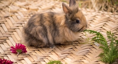 If you have rabbits as your pet, choosing the right hay is critical. (Pexels) If you have rabbits as your pet, choosing the right hay is critical. (Pexels)