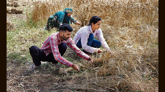 Farmers harvest wheatcrop at their agricultural fields in Baland village of Rohtak on Tuesday. (Manoj Dhaka/HT)