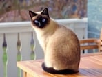 Shirin Dhabar, an Indian pioneer in canine behaviour and training, in an interview with HT Digital shares effective tips to train Siamese cats.