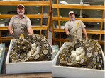 Snake lunges at zookeeper.