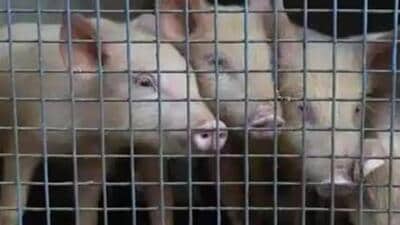 Animal resource development department minister Sudhangshu Das added strict action will be taken against violators. (Representative file image)