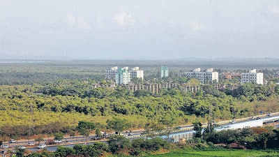 Eleven types of mangrove species, the habitat of 177 species of resident and migratory birds, otters, turtles, fish, crabs, oysters, wild boar, monkeys, flying fox, fishing cats, civets, mongoose, wild cats etc. frequently enter the mangroves for feeding and shelter — will be directly affected by the project, according to an 85-page report by the Mangrove Society of India (MSI) from June 2018. (HT Archives) Eleven types of mangrove species, the habitat of 177 species of resident and migratory birds, otters, turtles, fish, crabs, oysters, wild boar, monkeys, flying fox, fishing cats, civets, mongoose, wild cats etc. frequently enter the mangroves for feeding and shelter — will be directly affected by the project, according to an 85-page report by the Mangrove Society of India (MSI) from June 2018. (HT Archives)