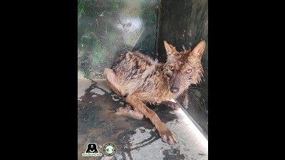 Golden jackal rescued from a borewell in Agra. (Sourced)