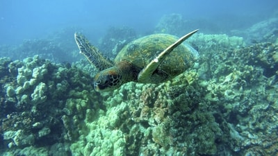 A green sea turtle swims near coral in a bay on the west coast of the Big Island near Captain Cook, Hawaii. Taking care of Hawaii's unique natural environment costs money and now the state wants tourists to help pay for it, especially because growing numbers are traveling to the islands to enjoy the beauty of its outdoors — including some lured by dramatic vistas they've seen on social media. (AP Photo/Brian Skoloff, File) A green sea turtle swims near coral in a bay on the west coast of the Big Island near Captain Cook, Hawaii. Taking care of Hawaii's unique natural environment costs money and now the state wants tourists to help pay for it, especially because growing numbers are traveling to the islands to enjoy the beauty of its outdoors — including some lured by dramatic vistas they've seen on social media. (AP Photo/Brian Skoloff, File)