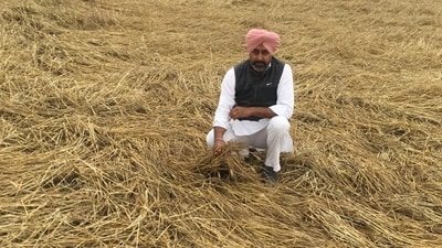 Kamaljeet Singh (41), a farmer in Dialpura Mirza village in Bathinda, has faced a near total loss of his wheat crop due to heavy rains and hailstorm. (HT Photo) Kamaljeet Singh (41), a farmer in Dialpura Mirza village in Bathinda, has faced a near total loss of his wheat crop due to heavy rains and hailstorm. (HT Photo)