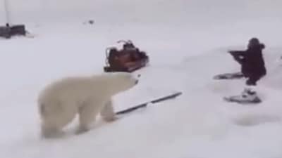 Man fights two polar bears. (Reddit/@u/Games_sans_frontiers) Man fights two polar bears. (Reddit/@u/Games_sans_frontiers)