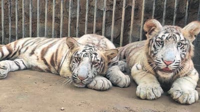 On August 24, 2022, three white tiger cubs were born to the white tigress Sita but only two survived. (Credit: Delhi zoo)